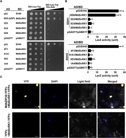 Y2H and BiFC assays of the interaction between MdSnRK1 and MdbZIP39. A) Y2H assay of the interaction of MdSnRK1 with MdbZIP39 and other candidate transcription factors. The pair AD-p53 and BD-SV40 was used as a positive control; the pair AD-pGADT7 and BD-pGBKT7 was used as a negative control. AD, activation domain; BD, binding domain; SD-Leu-Trp, synthetic dextrose medium lacking leucine and tryptophan; SD/-Trp-Leu-His-Ade, synthetic dextrose medium lacking leucine, tryptophan, histidine, and adenine. Triangles represent the range of yeast concentrations. Each colony was diluted in 10 µL sterile water and then diluted to 10−1 to 10−3. At least 3 colonies were tested for each combination. B) Activity statistics of the reporter enzyme, β-galactosidase (LacZ), in the Y2H experiments. Miller units of LacZ activity were calculated as 1,000 × OD420nm/(volume × time × OD600nm). Different letters (a to c) represent significant differences between groups. Data are the mean ± Sd of 3 biological replicates with 1 colony per replicate. Lsd was used for significant difference at P < 0.05 after ANOVA. C) BiFC assay of the interaction between MdSnRK1 and MdbZIP39 in leaves of N. benthamiana. MdSnRK1 and MdbZIP39 were introduced into the pSPYNE and pSPYCE vectors and fused to N-terminal and C-terminal YFP, respectively. YFPc + MdSnRK1-YFPn was used as a negative control. DAPI, 4′,6-diamidino-2-phenylindole. Bars = 25 µm.