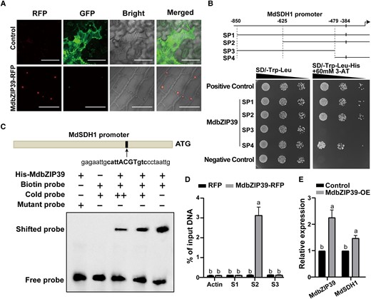 Binding of MdbZIP39 to the promoter of MdSDH1 and transcriptional activation of MdSDH1. A) Subcellular localization of MdbZIP39 in apple leaves. Bars = 50 µm. B) Y1H assay on binding of MdbZIP39 protein to the promoter of MdSDH1. Numbers indicate nucleotide positions for different regions (SP1, SP2, SP3, and SP4) upstream of the MdSDH1 coding sequence with the first nucleotide of its start codon designated as 0; the short vertical line denotes the binding motif ACGT at −384. SD-Trp-Leu, synthetic dextrose medium lacking tryptophan and leucine; SD/-Trp-Leu-His, synthetic dextrose medium lacking tryptophan, leucine, and histidine; 3-AT, 3-amino triazole. Triangles represent the range of yeast concentrations. Each colony was diluted from 1 to 10−2. pGADT7-p53 + pHis2-p53 was used as a positive control and pGADT7 + pHis2-p53 as a negative control. C) EMSA on the specific binding of MdbZIP39 protein to the motif ACGT in the MdSDH1 promoter. The biotin-labeled probe was designed to target the ACGT motif; mutant probe has the ACGT motif mutated to GTTC. The amount of cold probes was 10 and 40 times higher than that of the labeled probe. D) ChIP-qPCR analysis of MdbZIP39 binding to the promoter of MdSDH1. S1–S3 represent different primers targeting the various regions of the MdSDH1 promoter (Supplemental Table S6). ACTIN was used as an internal reference. Data were means ± Sd (n = 3) with calli from 1 petri dish per replicate. Lsd was used for significant difference at P < 0.01 after ANOVA. E) The relative expression levels of MdbZIP39 and MdSDH1 in response to MdbZIP39-OE via agroinfiltration to leaves, with empty vector as control. Data are means ± Sd (n = 3) with 10 leaves from 5 shoots per replicate. Lsd was used for significant difference at P < 0.05 after ANOVA. In both D) and E), different letters (a to b) represent significant differences between groups.