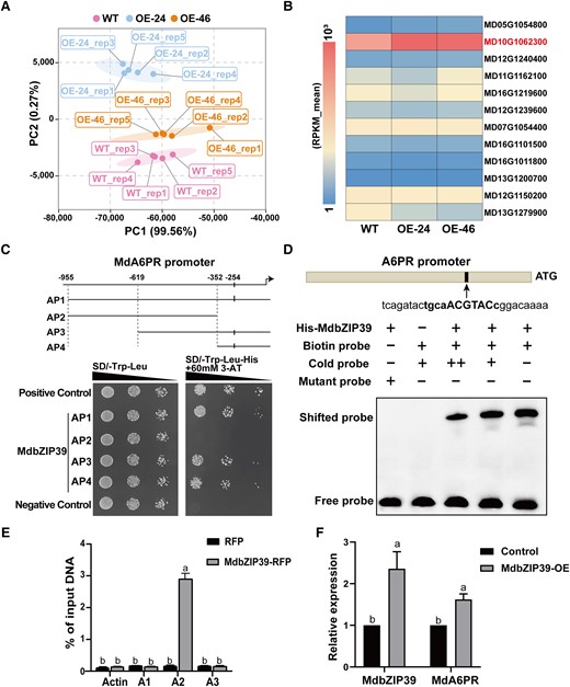 Transcriptomic analysis of MdSnRK1-OE lines and assays on the binding of MdbZIP39 protein to the promoter of MdA6PR. A) PCA of shoot tip transcriptomes of WT and 2 MdSnRK1-GFP OE lines (OE-24 and OE-46) of ‘Royal Gala’ apple, with 5 biological replicates each. B) Expression levels of MdA6PR homologs in transcriptome of WT, OE-24, and OE-46. Transcript levels are presented as the average of RPKM values of 5 biological replicates in the heat map. C) Y1H assay on binding of MdbZIP39 protein to the promoter of MdA6PR. Numbers indicate nucleotide positions for different regions (AP1, AP2, AP3, and AP4) upstream of the MdA6PR coding sequence with the first nucleotide of its start codon designated as 0; the short vertical line denotes the binding motif ACGTAC at −254. SD-Trp-Leu, synthetic dextrose medium lacking tryptophan and leucine; SD/-Trp-Leu-His, synthetic dextrose medium lacking tryptophan, leucine, and histidine; 3-AT, 3-amino triazole. Triangles represent the range of yeast concentrations. Each colony was diluted from 1 to 10−2. pGADT7-p53 + pHis2-p53 was used as a positive control and pGADT7 + pHis2-p53 as a negative control. D) EMSA on the specific binding of MdbZIP39 protein to the motif ACGTAC (indicated by the arrow) in the MdA6PR promoter. The biotin-labelled probe was designed to target the ACGTAC motif; mutant probe has the ACGTAC motif mutated to GTTCAC. The amount of cold probes was 10 and 40 times higher than that of the labeled probe. E) ChIP-qPCR analysis of MdbZIP39 binding to the promoter of MdA6PR. A1 to A3 represent different primers targeting the various regions of the MdA6PR promoter (Supplemental Table S6), and the A2 region contains the motif ACGTAC. ACTIN was used as an internal reference. Data were means ± Sd (n = 3) with calli from 1 petri dish per replicate. F) The relative expression levels of MdbZIP39 and MdA6PR in response to MdbZIP39-OE via agroinfiltration to leaves, with empty vector as control. Data were means ± Sd (n = 3) with 10 leaves from 5 shoots per replicate. Lsd was used for significant difference at P < 0.05 after ANOVA. Different letters (a to b) represent significant differences between groups.