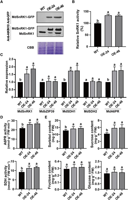 Upregulation of the transcript levels of MdSDH1 and MdA6PR and their activities by OE of MdSnRK1. A) Immunoblot analysis of MdSnRK1 protein in the shoot tips of WT and 2 MdSnRK1-GFP OE lines (OE-24 and OE-46) of ‘Royal Gala’ apple plants. Sigma anti-GFP and anti-AtKIN10 were used in 1:2,000 dilution, and gel was stained with Coomasie blue. CBB, Coomasie brilliant blue. B) SnRK1 activity in the shoot tips of OE-24 and OE-46 relative to WT. C) Relative expression levels of MdSnRK1, MdbZIP39, MdSDH1, MdSDH2, and MdA6PR in WT, OE-24, and OE-46 lines. D) Enzyme activities of SDH and A6PR in the shoot tips of WT, OE-24, and OE-46 lines. E) Concentrations of sorbitol and sucrose in the shoot tips of WT, OE-24, and OE-46 lines. From B) to E), data were means ± Sd (n = 5) with 5 shoot tips per replicate. Lsd was used for significant difference analysis at P < 0.05 after ANOVA. Different letters (a to b) represent significant differences between groups.