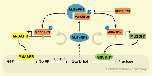 Model of MdSnRK1-mediated phosphorylation of MdbZIP39 as a mechanism for sorbitol modulation of its own metabolism. Sorbitol is synthesized via a 2-step process in leaves: reduction of G6P by A6PR to sorbitol-6-phosphate (Sor6P) and subsequent dephosphorylation of Sor6P by Sor6P phosphatase (SorPP) to sorbitol. Sorbitol is converted to fructose by SDH encoded by MdSDH1 in both source and sink tissues. Sorbitol acts as a signal regulating the expression of MdSnRK1, and subsequent phosphorylation of transcription factor MdbZIP39 by MdSnRK1 enhances its transcriptional activation activity on MdSDH1 and MdA6PR. As a result, both SDH and A6PR enzyme activities are upregulated to allow a higher carbon flux going through the sorbitol metabolic pathway. Circled “P” denotes protein phosphorylation. Solid arrow indicates direct regulation; dotted arrow represents indirect regulation.