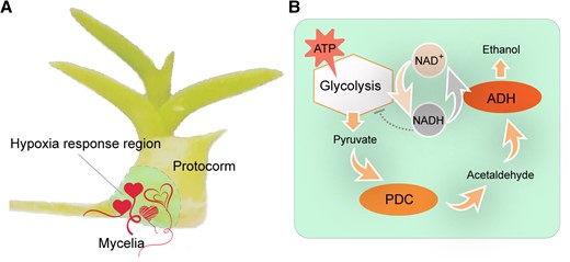 Mycorrhiza-induced hypoxia responses promote seed germination and protocorm development of orchids. A) Symbiosis of the OrM fungi in the basal region of the protocorm. Mycelia of the OrM fungi Serendipita indica induce hypoxia responses in the colonized cells of the protocorm, which is beneficial for orchid seed germination and protocorm development. The “hearts” in the hypoxia response region indicate morphologically various mycelia of the OrM fungi. B) The ADH-mediated working model for hypoxia response in the OrM symbiosis. While generating ATP, the glycolysis metabolic pathway also produces NADH, which in turn inhibits glycolysis. Under low oxygen (hypoxia) conditions, ADH- and pyruvate decarboxylase (PDC)-regulated hypoxia metabolism converts NADH to NAD+, which decreases the NADH accumulation and allows further glycolysis and ATP production for cellular activity. The protocorm cartoon in panel (A) is adapted from Figure 1A of Xu et al. (2023), and the “heart” cartoons are adapted from free vectors of www.vecteezy.com.