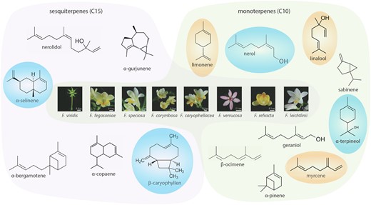 Flowers of wild Freesia species and a subset of their diverse floral terpenoids. Terpenoids generated by TPSs from the C15 substrates (E, E) and (Z, Z)-farnesyl diphosphate yield the sesquiterpene (C15) products. Monoterpenes (C10) are generated by TPSs from the C10 geranyl diphosphate (GPP) and neryl diphosphate substrates. The most common and abundant terpenes: limonene, linalool, and myrcene. The terpenes more characteristic in wild Freesia species are: β-caryophyllene, α-terpineol, nerol, and α-selinene. Modified from Bao et al. (2023).