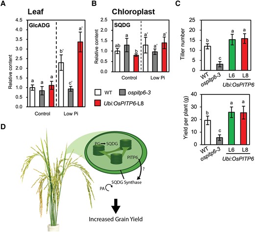 Phospholipid and glycolipid contents of the leaves and chloroplasts and agronomic traits of wild-type, ospitp6-3 (reduced OsPITP6 expression), and UBI:OsPITP6 (overexpression of OsPITP6) plants. A) GlcADG content in whole leaf samples. B) SQDG content of chloroplasts of 4w-old wild-type (white), ospitp6-3 (grey), and Ubi:OsPITP6 (L8) (red) seedlings that were grown in 0.5 × Yoshida nutrient solution for 2 wk and then in the control or low Pi nutrient solution for 2 wk. C) Tiller number and yield per plant of 150-d-old wild-type, ospitp6-3, and Ubi:OsPITP6 (L6 and L8) plants grown in soil. D) Model summarizing some of the findings from this study. Data represent mean ± SD of 5 biological replicates, and different letters above bars indicate statistically significant differences (P < 0.05; Tukey's multiple comparison test). Panels A–C and figure legend from Yang et al. (2023).