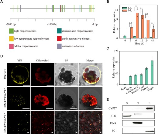 The expression of thylakoid lumen-localized CYP37 was induced under HL conditions. A) CRE prediction 2,000 bp upstream of the CYP37 translational start site. Putative phytohormone and environmental stimuli-inducing CREs were identified in the PlantCARE database (https://bioinformatics.psb.ugent.be/webtools/plantcare/html/). B)CYP37 transcripts were induced by HL. The transcripts were quantified by RT-qPCR analysis in 3-wk-old Arabidopsis Col-0 plants grown in soil under GL (90 μmol·m−2·s−1) and HL (350 μmol·m−2·s−1) conditions. Samples were harvested after 3, 6, 12, 24, and 48 h of consistent light exposure. The GAPDH gene was employed as a reference gene. Data represent the means ± Sd, n = 3. **P < 0.01 (Student's t-test). C) The CYP37 gene was mainly expressed in Arabidopsis tissues containing chloroplasts. Spatial profiling was performed in the tissues of roots, stems, cauline leaves, rosette leaves, flowers, and siliques at the flowering stage by RT-qPCR analysis. Data represent the means ± Sd, n = 3. D) CYP37 protein localized in chloroplasts. Cauliflower mosaic virus 35S promoter (35S pro)-driven yellow fluorescence protein (YFP) was used as a negative control. YFP fused to the C-terminus of CYP37 proteins transiently expressed in Arabidopsis protoplasts (middle panel) and N. benthamiana epidermal cells (bottom panel). Fluorescent signals were observed by confocal microscopy. 35S pro::YFP, control with empty vector; 35S pro::CYP37-YFP, YFP fused to the C-terminus of CYP37. YFP, yellow fluorescent protein; Chlorophyll, chlorophyll autofluorescence; BF, bright-field image under transmitted light; Merge, merged image of YFP, chlorophyll, and bright field. Scale bars: 10 μm. E) CYP37 protein localized in the thylakoid lumen of chloroplasts. Immunoblotting was performed using samples from chloroplast-fractionated stroma (S), thylakoid (T), and lumen (L) proteins. FTR, ferredoxin‒thioredoxin reductase, a stroma protein marker; RFeS, Rieske iron–sulfur protein, a thylakoid membrane protein marker; PC, plastocyanin, a thylakoid lumen protein marker.