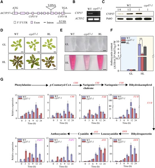 Decreased anthocyanin accumulation in cyp37-1 mutants under HL conditions. A) Schematic diagram of the CYP37 gene. Purple rectangles indicate exons, black lines indicate introns, and white rectangles indicate untranslated regions (UTRs). Triangles represent T-DNA insertion, and the ATG start codon and TGA stop codon are labeled. Red arrows indicate primers used in RT-PCR. CYP37-F and CYP37-R indicate forward primer and reverse primer used in cyp37-1 genotyping. B) The cyp37-1 mutant was identified by RT-PCR. CYP37 transcripts in the WT and cyp37-1 mutant were reverse transcribed and amplified by PCR. The ACTIN2 gene was used as a reference gene. C) Immunoblotting analysis of CYP37 proteins in WT and cyp37-1 mutant plants. Protein extracts were measured by chlorophyll amount, and the sample containing 3 μg chlorophyll was labeled 1 unit (U). U, 1/2 U, and 1/4 U of protein samples from WT, as well as 1 U protein samples from cyp37-1 mutant, were loaded. Photosystem II subunit O (PsbO) was used as a loading control. D) Anthocyanin accumulation was deficient in cyp37-1 mutant under HL conditions. WT, cyp37-1 mutant, and cyp37-1 RL plants were grown in soil under GL conditions (16 h light/8 h dark, 90 μmol·m−2·s−1) for 4 wk (upper panel) and then transferred to HL conditions (10 h light/14 h dark, 350 μmol·m−2·s−1) for 7 d (lower panel). The images were digitally extracted for comparison. Scale bars: 1 cm. E) Anthocyanin contents in WT, cyp37-1 mutants, and cyp37-1 RL plants under 350 μmol·m−2·s−1 light intensity. Scale bars: 0.5 cm. F) Concentration of anthocyanin in WT, cyp37-1 mutants, and cyp37-1 RL plants under 90 (left panel) and 350 (right panel) μmol·m−2·s−1 light intensity. Data represent the means ± Sd, n = 3. **P < 0.01 (Student's t-test). GL conditions and HL conditions were marked with light blue (left panel) and light yellow (right panel) backgrounds, respectively. G) The relative expression of anthocyanin biosynthesis genes in the WT and cyp37-1 mutant under HL (350 μmol·m−2·s−1) exposure. The glyceraldehyde-3-phosphate dehydrogenase (GAPDH) gene was used as a reference gene. The distinct anthocyanin biosynthetic pathway in Arabidopsis. Arrows indicate enzymatic reactions; red words indicate anthocyanin biosynthetic genes, and magenta words indicate positive regulators of anthocyanin synthesis. PAL, phenylalanine ammonia lyase; C4H, cinnamate 4-hydroxylase; 4CL, 4-coumaryl CoA ligase; CHS, chalcone synthase; CHI, chalcone isomerase; F3H, flavanone 3-hydroxylase; F3′H, flavonoid-3′-hydroxylase; DFR, dihydroflavonol reductase; ANS, anthocyanidin synthase; PAP1, production of anthocyanin pigment 1; PAP2, production of anthocyanin pigment 2. Data represent the means ± Sd, n = 3.
