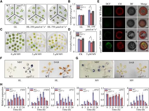 Lack of CYP37 leads to decreased chlorophyll content and increased ROS accumulation under HL and oxidative stress. A) Chlorophyll degradation in cyp37-1 mutant plants under HL stress. Wild type (WT), cyp37-1, and RL plants grew on 1/2 MS medium in growth chambers (16 h light/8 h dark, 90 μmol·m−2·s−1) for 2 wk, following GL conditions (16 h light/8 h dark, 90 μmol·m−2·s−1) (left panel), as well as HL stress (10 h light/14 h dark, 350 μmol·m−2·s−1) (middle panel) and HL stress (10 h light/14 h dark, 750 μmol·m−2·s−1) (right panel) for 2 d. B) Chlorophyll concentrations in the WT, cyp37-1, and RL plants under GL (90 μmol·m−2·s−1) and HL conditions (350 μmol·m−2·s−1) for 2 d. FW, fresh weight. Data represent the means ± Sd, n = 3. *P < 0.05 (Student's t-test). C) Detection of oxidative stress by MV treatment showed decreased chlorophyll caused by accumulated ROS in cyp37-1. Rosette leaves of 3-wk-old WT, cyp37-1, and RL seedlings supplemented with 0, 3, and 5 μM MV for 2 d. D) Total chlorophyll content of the recovered seedlings after prolonged exposure to 1/2 MS medium containing the indicated content of MV. WT, cyp37-1, and RL seedlings growing on ½ MS medium for 10 d were transferred to ½ MS medium containing the indicated concentration of MV for another 2 d in growth chambers (16 h light/8 h dark, 90 μmol·m−2·s−1). Data represent the means ± Sd, n = 3. *P < 0.05 (Student's t-test). E) Mutant cyp37-1 accumulated more ROS in cells under HL intensity. Intracellular ROS accumulation in WT and cyp37-1 mesophyll protoplasts under HL treatment for 15 min. Protoplasts extracted from WT and cyp37-1 plants were subsequently treated with or without HL (2000 μmol·m−2·s−1) and incubated with the ROS-sensitive fluorescent dye 2′, 7′-dichlorodihydrofluorescein diacetate (H2DCFDA) at a final concentration of 5 µM for 5 min at room temperature. Fluorescence signals were determined by confocal microscopy as described in the Materials and Methods. DCF (the oxidation product of H2DCFDA) fluorescence was falsely colored green. BF, bright-field image under transmitted light; Merge, merged image of DCF and bright field. Scale bars: 10 μm. F) ROS accumulation in cyp37-1 mutant plants under HL (750 μmol·m−2·s−1) stress. Two-wk-old WT and cyp37-1 mutant plants were subjected to HL treatment for 5 h. NBT staining was used to assess the superoxide anion. DAB staining was used to determine the hydrogen peroxide content. G) Mutant cyp37-1 accumulated more ROS in leaves under oxidative stress. Representative images of H2O2 accumulation as determined by NBT and DAB staining after MV treatment. H) The relative expression levels of the ROS marker genes FeSODs and APXs were measured by RT-qPCR in WT and cyp37-1 after HL (350 μmol·m−2·s−1) treatment. The results were normalized to GAPDH. FSD, Fe-dependent superoxide dismutases, catalyzing O2.− to H2O2; APX, ascorbate peroxidase, catalyzing the reduction of H2O2 into water. APX1&APX2, cytosolic APX; tAPX, thylakoid membrane-bound APX; sAPX, stromal APX. Data represent the means ± Sd, n = 3.