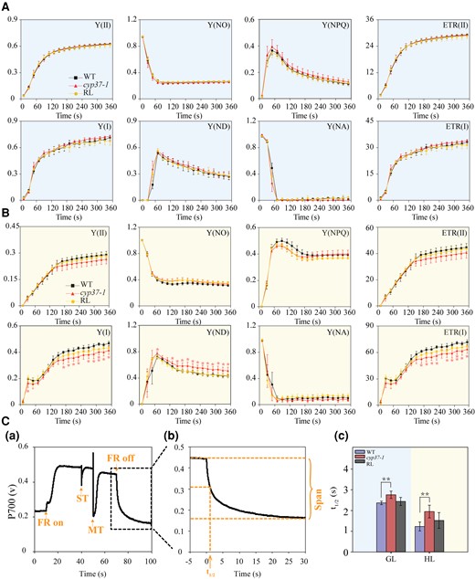PSII and PSI parameters in the WT and cyp37-1 mutant under GL and HL conditions. A) The PSII and PSI parameters had a negligible difference in performance between the WT and cyp37-1 mutants under GL conditions. The induction of photosynthesis in WT, cyp37-1, and RL plants grown under GL conditions (90 μmol·m−2·s−1) was monitored by a chlorophyll fluorometer Dual-PAM-100 (Walz, Germany) after 30 min of dark adaptation. GL conditions are marked with a light blue background. Y (II), effective quantum yield of PSII; Y (NO), nonregulated energy dissipation in PSII; Y (NPQ), regulated energy dissipation in PSII; ETR (II), ETRs through PSII; Y (I), effective quantum yield of PSI; Y (ND), quantum yield of nonphotochemical energy dissipation of PSI due to donor-side limitation; Y (NA), quantum yield of nonphotochemical energy dissipation of PSI due to acceptor-side limitation; ETR (I), ETRs through PSI. Data represent the means ± Sd, n = 3. B) Y (I), Y (ND), and ETR (I) were significantly affected in cyp37-1 after HL treatment for 3 d. The induction of photosynthesis in WT, cyp37-1, and RL plants grown under HL (350 μmol·m−2·s−1) conditions was monitored by a chlorophyll fluorometer Dual-PAM-100 (Walz, Germany) after 30 min of dark adaptation. HL conditions were marked with a light yellow background. Data represent the means ± Sd, n = 3. *P < 0.05 (Student's t-test). C) The reduction in P700 was slower in cyp37-1 than in WT under both GL and HL conditions. a) Typical trace of measurements of the P700 redox state during ST flashes (50 ms, PQ pool oxidized) followed by MT flashes (50 ms, PQ pool is fully reduced) in the presence of FR background light. b) Enlarged display of the P700 signal after the FR light was removed. c) The half-life (t1/2) of dark decay kinetics to the steady state estimated from the P700 signal after FR light was removed. WT and cyp37-1 were grown under GL (90 μmol·m−2·s−1) and HL (350 μmol·m−2·s−1) conditions, respectively. The outline in C(a) indicates an enlarged display of the P700 signal in C(b). Data represent the means ± Sd, n = 7. **P < 0.01 (Student's t-test).