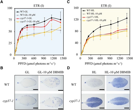 ETR (I) with or without DBMIB showed CYP37 potential functions in transferring electrons. A) No difference was observed in the ETR (I) of WT and cyp37-1 grown under GL conditions (90 μmol·m−2·s−1) with or without 10 μM DBMIB treatment. WT and cyp37-1 plants were grown under GL for 5 wk, then detached leaves were treated with mock or 10 μM DBMIB in the dark for 2 h and then used for ETR (I) determination. Data represent the means ± Sd, n = 3. PPFD, photosynthetic photon flux density. B) NBT staining showed that superoxide radical accumulation was the same as WT in cyp37-1 mutant plants under GL conditions with or without 10 μM DBMIB treatment. Scale bars: 0.5 cm. C)cyp37-1 mutant showed a similar level of ETR (I) as that observed in WT plants treated with 10 μM DBMIB under HL conditions (350 μmol·m−2·s−1). WT and cyp37-1 plants were grown in GL conditions for 5 wk and then exposed to HL conditions for 4 d. The leaves were treated with mock or 10 μM DBMIB in the dark for 2 h and then used for ETR determination. Data represent the means ± Sd, n = 3. D) The cyp37-1 mutant showed a similar level of ROS accumulation as that observed in WT plants treated with 10 μM DBMIB under HL stress conditions.