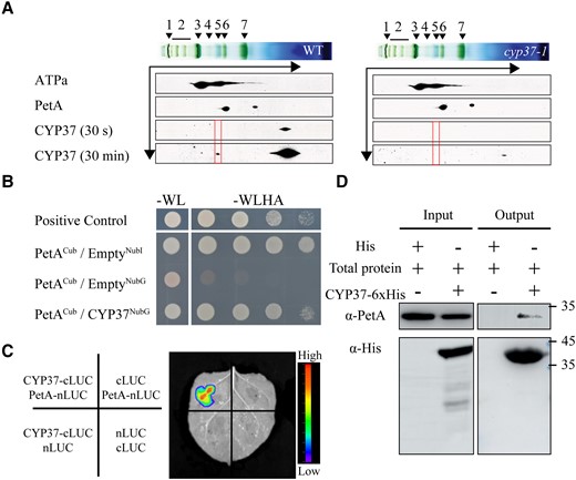 CYP37 interacts with PetA. A) BN/2D-SDS-PAGE immunoblots of thylakoid proteins showed that CYP37 interacted with thylakoid membrane complexes, as indicated by red frames. WT and cyp37-1 plants were grown in GL (90 μmol·m−2·s−1) conditions. Antibodies were applied as indicated: anti-ATPa (ATP synthase subunit a), anti-PetA (photosynthetic electron transfer A), and anti-CYP37.1, NDH (NADPH dehydrogenase complexes); 2, PSII SC (PSII supercomplexes); 3, PSI-M (PSI monomers), PSII-D (PSII dimers), PSII-M (PSII monomers) & LHC-T (LHC trimers); 4, PSI-M (PSI monomers), CF1 (a catalytic component of ATP synthase); 5, PSII-M (PSII monomers), Cyt b6/f (cytochrome b6/f complex); 6, LHCII assembly (light-harvesting complex II assembly); 7, LHCII-T (light-harvesting complex II trimers). The CYP37 protein was measured by western blotting using the anti-CYP37 antibody and exposed for 30 s at first and 30 min subsequently. Black arrows indicate the electrophoresis directions in first dimension BN-PAGE and second dimension SDS-PAGE. B) Yeast two-hybrid assay of the interactions between mature CYP37 and PetA proteins. A split-ubiquitin system was used to screen interactions. Yeast strain NMY32 was cotransformed with NubG-CYP37 prey and PetA-Cub bait and streaked on the permissive medium without Trp and Leu, as well as the selective medium without Trp, Leu, His, and Ade. NubG, N-terminal ubiquitin Gly; Cub, C-terminal ubiquitin. C) A split-luciferase complementary assay showed the interactions between CYP37 and PetA proteins. CYP37-cLUC (luciferase) was coexpressed with PetA-nLUC in N. benthamiana leaves. The luminescence signals were visualized 48 h after inoculation. The luminescence intensity was depicted by the color scale. D) CYP37, tagged by 6 histidine (His) residues, was expressed in E. coli. Total native proteins (input) from highlight exposed 5-wk-old plants were incubated with CYP37-His and immunoprecipitated with talon metal affinity resin (output). The input and output were visualized by anti-PetA and anti-His antibodies, followed by anti-rabbit and anti-mouse antibodies, respectively, after fractionation by SDS‒PAGE.