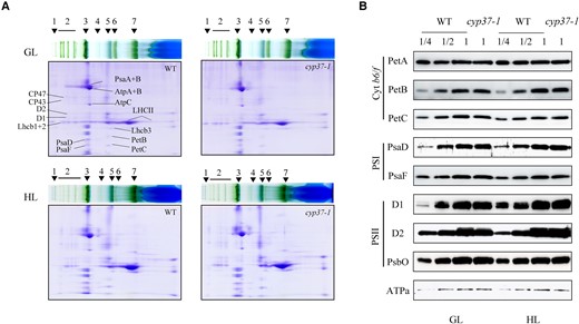 CYP37 did not affect the assembly and accumulation of thylakoid membrane proteins. A) Blue native/PAGE and subsequent analysis of thylakoid membrane complexes in 2D SDS/PAGE. Three-wk-old WT and cyp37-1 mutant plants grown in GL conditions (16 h light/8 h dark, 90 μmol·m−2·s−1) were transferred to HL conditions (10 h light/14 h dark, 350 μmol·m−2·s−1) and treated for 5 d. 1, NDH (NADPH dehydrogenase complexes); 2, PSII SC (PSII supercomplexes); 3, PSI-M (PSI monomers), PSII-D (PSII dimers), PSII-M (PSII monomers), and LHC-T (LHC trimers); 4, PSI-M (PSI monomers), CF1 (a catalytic component of ATP synthase); 5, PSII-M (PSII monomers), Cyt b6/f (cytochrome b6/f complex); 6, LHCII assembly; 7, LHCII-T. B) Five micrograms of proteins (based on chlorophyll quantification) from isolated chloroplasts were separated by 12% SDS‒PAGE and immunoblotted with anti-PetA (photosynthetic electron transfer A), anti-PetB (photosynthetic electron transfer B), anti-PetC (photosynthetic electron transfer C), anti-PsaD (photosystem I subunit D), anti-PsaF (photosystem I subunit F), anti-D1 (PSII reaction center protein A), anti-D2 (photosystem II reaction center protein B), anti-psbO (photosystem II subunit O), and anti-ATPa (ATP synthase subunit a) antibodies. The sample containing 5 μg chlorophyll was labeled 1 unit (U). U, 1/2 U, and 1/4 U of protein samples from WT, as well as 1 U protein samples from cyp37-1 mutant, were loaded. Three-wk-old WT and cyp37-1 mutant plants grown in GL (16 h light/8 h dark, 90 μmol·m−2·s−1) were transferred to HL conditions (10 h light/14 h dark, 350 μmol·m−2·s−1) and treated for 7 d.