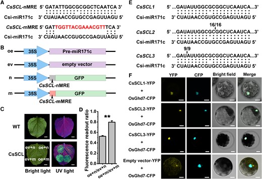 CsSCLs were the targets of csi-miR171c and CsSCL proteins located in cell nucleus. A) The sequences of native and mutant MRE of csi-miR171c on CsSCL (CsSCL-nMRE and CsSCL-mMRE). The double, single, and no point represent perfect, imperfect, and no complementation, respectively. The red nucleotides were modified. B) Diagrams of the overexpression vectors constructed for transient expression in N. benthamiana. oe, Pre-miR171c overexpression vector; ev, empty vector; n, the overexpression vectors of the native MRE with C-terminal fusion protein; m, the overexpression vectors of the mutant MRE with C-terminal fusion protein. C) GFP fluorescence on the N. benthamiana leaves injected with Agrobacterium tumefaciens. Photos were taken under bright field and UV light (excitation light wavelength 365 nm) 3 d after infection. WT leaf without any treatment showed no fluorescence signal under UV. Scale bars = 1 cm. D) The fluorescence readout ratios between different coexpression combinations within the injection areas of N. benthamiana leaves. Results are means of fluorescence readout ratio ± SEM from 4 leaves. Asterisks indicate statistically significant differences of CsSCL-nMRE compared with CsSCL-mMRE using an independent 2-sample t-test (*P < 0.05, **P < 0.01). E) Cleavage sites of csi-miR171c at MRE in CsSCLs (CsSCL1, CsSCL2, and CsSCL3) determined by 5′-RACE analysis. The arrows indicate the cleavage sites at MRE, and the numbers indicate the frequency of valid sequenced clones. F) Subcellular localization of CsSCL1, CsSCL2, and CsSCL3. CsSCL1-YFP, CsSCL2-YFP, CsSCL3-YFP, and empty vector-YFP, respectively, were cotransformed with OsGhd7-CFP (a nuclear marker) into Arabidopsis mesophyll protoplast. The photographs were captured with filters for YFP (excitation 514 nm/emission 550 to 590 nm), CFP (excitation 448 nm/emission 460 to 505 nm), bright light, and merged. Scale bars = 10 μm.