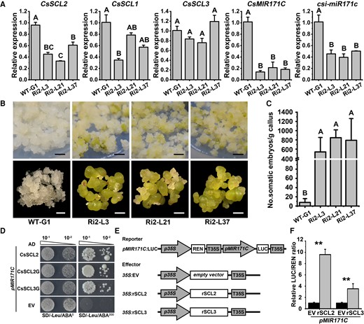 RNAi suppression of CsSCL2 enhanced SE capability in citrus callus. A) The relative expression levels of CsSCL2, CsSCL1, CsSCL3, CsMIR171C, and csi-miR171c in WT-G1 and the Ri2 lines (Ri2-L3, L21, and L37) without SE induction were detected by RT-qPCR. For RT-qPCR of mRNA (CsSCL2, CsSCL1, CsSCL3, and CsMIR171C), CsUBL5 was used as the internal reference gene and WT-G1 was used as the control (with the relative expression level set as 1.0). For RT-qPCR of miRNA (csi-miR171c), CsU6 was used as the internal reference gene and WT-G1 was used as the control (with the relative expression level set as 1.0). Error bars represent SEM from 3 BRs. Different capital letters indicate significant differences at P < 0.01 by a 1-way ANOVA using Tukey's HSD test. B) The somatic embryos formed in callus at 100 DAI. Pictures were taken by camera (upper panel, scale bars = 0.5 cm) and stereoscopic microscope (lower panel, scale bars = 1 mm). The calluses of different lines and views were digitally extracted and combined for comparison. C) Evaluation of SE capability in the callus lines at 100 DAI. SE capability was measured by counting the number of somatic embryos formed per gram of callus. Error bars represent standard deviation (SD) of 3 BRs. Different capital letters indicate significant differences at P < 0.01 by ANOVA using Tamhane's T2. D) The CsSCL2, CsSCL2G, and CsSCL3G proteins interact with the promoter of CsMIR171C in Y1H assay. pMIR171C, pABAi vector containing the promoter of CsMIR171C; AD-EV, empty vector used as the negative control; AD-CsSCL2, CsSCL2G, and CsSCL3G, prey vector containing CsSCL2, CsSCL2G, and CsSCL3G; SD/-Leu/AbA0, SD medium without Leu; SD/-Leu/AbA200, SD medium without Leu supplemented with AbA concentration of 200 ng mL−1. E) Schematic diagrams of vectors used for the DLR assay. pMIR171C: firefly luciferase (LUC), the reporter vector containing promoter fragments of CsMIR171C fused to LUC and p35S driven Renilla luciferase (REN) gene expression as an internal reference. 35S:EV, empty vector; 35S:rSCL2/rSCL3, overexpression vector containing rSCL2/rSCL3. F) The CsSCL2 and CsSCL3 proteins both activate the expression of CsMIR171C in LUC assay. 35S:EV + pMIR171C:LUC was used as control. Error bars represent standard deviation (Sd) of 6 BRs. The asterisks indicate significant differences of the 35S:CsSCL2 + pMIR171C:LUC or 35S:CsSCL3 + pMIR171C:LUC effector relative to the control according to independent 2-sample t-test (*P < 0.05; **P < 0.01). WT-G1: the WT callus of ‘Guoqing No. 1’ Satsuma mandarin (C. unshiu). Ri2: the RNA silencing callus of CsSCL2. DAI, days after SE induction.