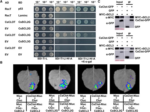 CsSCL2 and CsSCL3 interacted with CsClot. A) Interaction of CsSCL2G, CsSCL3G with CsClot verified by Y2H assays. BD-CsSCL2G and BD-CsSCL3G were respectively cotransformed with AD-CsClot in AH109 yeast strain to verify the interaction. Cotransformation of BD-p53 and AD-RecT was used as the positive control. Cotransformation of BD-Laminc and AD-RecT was used as the negative control. EV, empty vector; SD/-T/-L, SD medium without Trp and Leu; SD/-T/-L/-H/-A, SD medium without Trp, Leu, His, and Ade; SD/-T/-L/-H/-A/+X-α-gal, SD medium without Trp, Leu, His, Ade, and with X-α-gal. B) The interactions were detected between CsSCL2, CsSCL2G, CsSCL3, CsSCL3G, and CsClot by split firefly luciferase complementation imaging (LCI) assays. CsClot-Nluc and Cluc-CsSCLs (i.e. CsSCL2, CsSCL2G, CsSCL3, and CsSCL3G) were respectively coinjected into N. benthamiana leaves to observe the luciferase signal. Nluc + Cluc, CsSCLs-Nluc + Cluc, and Nluc + Cluc-CsClot were used as negative controls. C) Co-IP analyses show that CsSCL2 and CsSCL3 interact with CsClot. The bands in input assay indicated proteins expressed in N. benthamiana leaves. Co-IP was performed using anti-GFP Nanobody Magarose Beads, and Western blot were performed using anti-MYC (α-MYC) and anti-GFP (α-GFP). Cotransformation of the GFP empty vector (GFP) and MYC-rSCL2, MYC-rSCL3 were used as negative controls.