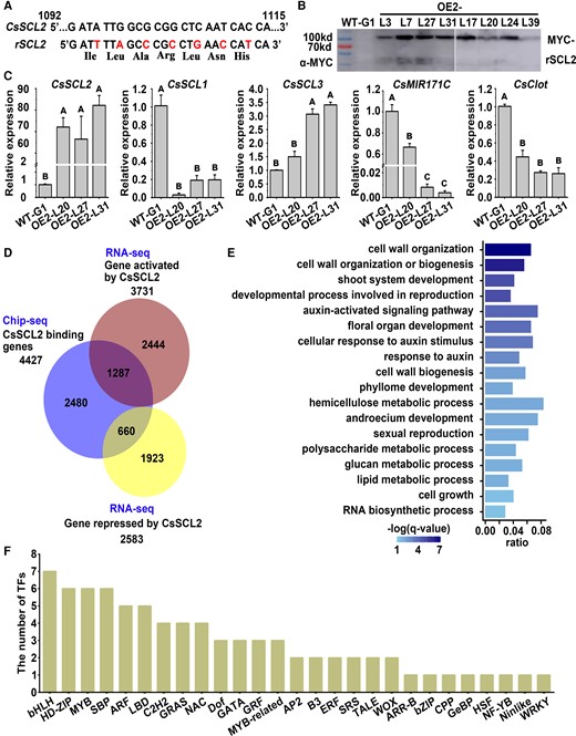 ChIP-Seq and RNA-Seq analysis of 4×MYC-rSCL2 overexpression callus (OE2) line. A) Schematic representation of the csi-miR171c–resistant CsSCL2 (rSCL2) vector constructed by synonymous mutation. The top strand depicts the original csi-miR171c target site of CsSCL2 from 1,092 to 1,115 nt from the start codon, and the bottom strand shows the sequence postmutation; bases in red indicate the replaced nucleotides. B) 4×MYC-rSCL2 fusion protein was detected in OE2 lines by Western blot, with WT-G1 as the control. C) The relative expression levels of CsSCLs, CsMIR171C, and CsClot in WT-G1 and the OE2 lines (OE2-L20, L27, and L31) without SE induction were detected by RT-qPCR. CsUBL5 was used as the internal reference gene and WT-G1 as the control (with the relative expression level set as 1.0). Error bars represent SEM from 3 BRs. Different capital letters indicate significant differences at P < 0.01 by ANOVA using Tukey's HSD test. D) Venn diagram of CsSCL2-binding genes (4,427 genes) identified from ChIP-Seq, CsSCL2-activated genes (3,731 genes), and CsSCL2-repressed genes (2,583 genes) identified from RNA-Seq, with the overlaps of 1,287 CsSCL2 directly activated and 660 CsSCL2 directly repressed genes. E) GO enrichment of the 660 CsSCL2 directly repressed genes, with a q-value < 0.05 as significant enrichment. The x-axis indicates percentage of identified genes in background (score as gene ratio), and color indicates significance level (score as −log (q-value)) using Benjamini and Hochberg (BH) correction. F) The columns show the number of CsSCL2 directly repressed genes in each the TF family. WT-G1: the WT callus of ‘Guoqing No. 1’ Satsuma mandarin (C. unshiu). OE2: 4×MYC-rSCL2 overexpression callus.