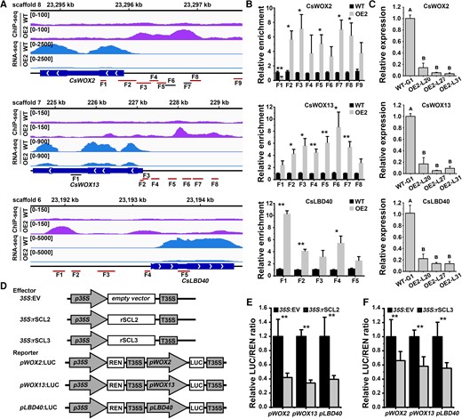 Three regeneration-related genes directly bound and inhibited by CsSCL2. A) The ChIP-Seq peaks and RNA-Seq signals of CsWOX2, CsWOX13, and CsLBD40 in WT and the OE2 line shown by Integrated Genome Browser (IGV). Schematic of genes shows the regions for ChIP-qPCR (CsWOX2, F1 to F9; CsWOX13, F1 to F8; and CsLBD40, F1 to F5). The regions marked red contain GT cis-elements, while the regions marked black have no GT cis-element. B) ChIP-qPCR analysis of CsWOX2, CsWOX13, and CsLBD40 in WT and the OE2 line. WT was used as the control (with the relative enrichment set as 1.0). Error bars represent SEM from 3 BRs. Statistically significant differences relative to WT was determined using independent 2-sample t-test (*P < 0.05, **P < 0.01). C) The relative expression levels of CsWOX2, CsWOX13, and CsLBD40 in WT and OE2 lines (OE2-L20, L27, and L31) without SE induction were detected by RT-qPCR. CsUBL5 was used as the internal reference gene, and WT-G1 was used as the control (with the relative expression level set as 1.0). Error bars represent SEM from 3 BRs. Different capital letters indicate significant differences at P < 0.01 by ANOVA using Tukey's HSD test. D) Schematic diagrams of vectors used for the dual-luciferase assay. pWOX2: firefly luciferase (LUC), pWOX13:LUC and pLBD40:LUC indicate the reporter vector containing promoter fragments of WOX2/WOX13/LBD40 fused to LUC, respectively, with p35S drives REN gene expression as an internal reference. 35S:EV, empty vector; 35S:rSCL2/rSCL3, overexpression vector containing rSCL2/rSCL3. E) The CsSCL2 and F) CsSCL3 proteins both repress the expression of WOX2/WOX13/LBD40 according to a dual-luciferase assay. 35S:EV + pWOX2:LUC/pWOX13:LUC/pLBD40:LUC was used as the control. Error bars represent standard deviation (Sd) of 4 BRs. The asterisks indicate significant differences relative to the control according to independent 2 sample t-test (*P < 0.05; **P < 0.01). WT: the wild-type callus of ‘Guoqing No. 1’ Satsuma mandarin (C. unshiu). OE2: 4×MYC-rSCL2 overexpression callus.