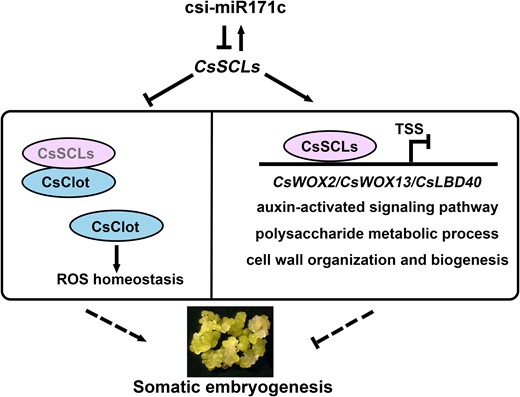 The working model for csi-miR171c-CsSCLs mediated regulation of SE in citrus callus. csi-miR171c suppresses the expression of 2 target CsSCL genes (CsSCL2 and CsSCL3), CsSCLs exert feedback regulation on csi-miR171c expression. CsClot was identified as interacting protein of CsSCL2/3, and overexpression of CsClot disturbed ROS homeostasis and enhanced SE capability in citrus callus. Moreover, CsSCL2/3 proteins directly bind and inhibit the expression of downstream regeneration-related genes including CsWOX2, CsWOX13, and CsLBD40 and inhibit biological processes such as auxin response and cell wall organization, thereby reducing SE capability in citrus callus.