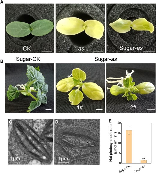 Growth characteristics of the as mutant in sugar-supplied culture. A) Cotyledon phenotypes of the CK grown on MS basic medium, the as mutant grown on MS basic medium, and the as mutant grown in MS medium with sugar (from left to right). B) Seedling phenotypes of the CK and as mutant grown on MS medium supplemented with sugar. Chloroplast ultrastructure of CK C) and as mutant D) grown on sugar-supplied medium. E) Comparison of the net photosynthetic rate between CK and as mutant cultured on sugar-supplied medium. Error bars represent mean ± Sd (n = 3). Student's t-test was performed and statistically significant differences were indicated by **P < 0.01. Scale bar = 1 cm in A and B) and 1 μm in C and D).
