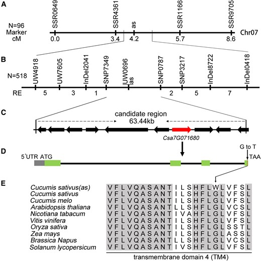 Map-based cloning of genes in the as locus. A) Primary mapping using 96 mutant plants from the 9930 × 649 M F2 population. B) Fine-mapping using 518 mutant plants from the Gy14 × 649 M F2 and 9930 × 649 M F2 populations. The numbers indicate the recombinant events. C) Annotated genes in the final interval. Csa7G071680 is cucumber TIC21 putative ortholog. D) Exon–intron prediction of CsTIC21 and the SNP (G in CK to T in as mutant) between CK and as. E) Alignment of TIC21 homologs from diverse species. Amino acid residues with 100% identity between the homologs are dark background. cM, centimorgan.