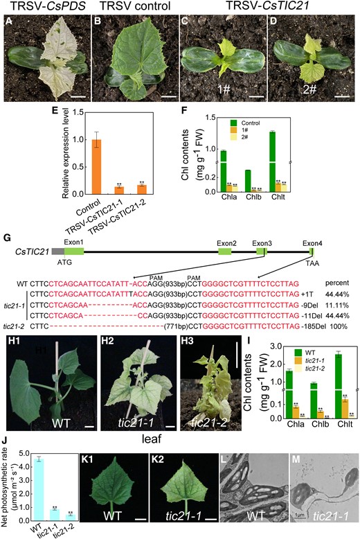 Functional verification of CsTIC21 in cucumber. A) The phenotype of TRSV-CsPDS-infected cucumber plants. Phenotypes of young cucumber seedlings treated with TRSV-CK B) and TRSV-CsTIC21C and D) at 20 d post-infection. E)CsTIC21 expression changes in the TRSV-CsTIC21 cucumber plants showed in C and D). Error bars represent mean ± Sd (n = 3). F) Chlorophyll contents in the TRSV-CK and TRSV-CsTIC21 cucumber plants. Error bars represent mean ± Sd (n = 9). G) Illustration of the sequences insertion/deletion patterns of CsTIC21-edited cucumber mutant. H1 to H3) Phenotypes of the WT (PS76 line) and 2 CsTIC21 knock-out mutants (tic21-1 and tic21-2) obtained by CRISPR/Cas9. I) Chlorophyll contents in the WT cucumber and knock-out mutants. Error bars represent mean ± Sd (n = 9). J) Comparison of the net photosynthetic rate between the WT and knock-out plants. Error bars represent mean ± Sd (n = 3). K1 and K2) Leaves in the WT and tic21-1 mutant line. Images were digitally extracted for comparison. Chloroplast ultrastructure in WT L) and tic21-1 knock-out mutant leaves M) observed under transmission electron microscopy. Student's t-test was performed and statistically significant differences were indicated by **P < 0.01 E, F, I and J). Scale bar = 1 cm in A to D), H1 to H3), K1 to K2), and 1 μm in L and M).