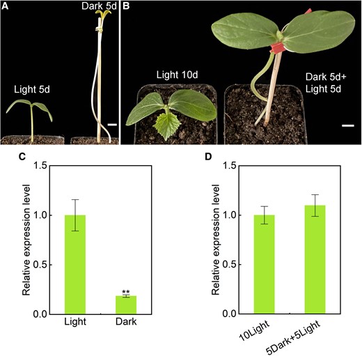 Dark treatment of cucumber seedlings and CsTIC21 gene expression analysis. A and B) Comparison of the cucumber seedlings grown in different conditions. Images were digitally extracted for comparison. A) Wild-type (WT) cucumber seeds were planted in the light (left) and dark (right) for 5 d, and then grown in light for the next 5 d B). C) RT-qPCR analysis of CsTIC21 gene expression in the seedlings grown in light and dark conditions for 5 d. D) RT-qPCR analysis of CsTIC21 gene expression in the seedlings grown in light for 10 d and 5 d light + 5 d dark. Data represent mean ± Sd of 3 biological replicates C and D). Student's t-test was performed and statistically significant differences were indicated by **P < 0.01 C and D). Scale bar = 1 cm in A and B).