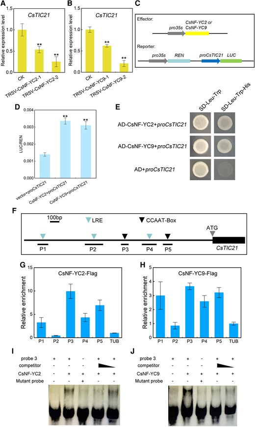 CsTIC21 regulation by CsNF-YC2 and CsNF-YC9. Expression analysis of CsTIC21 in TRSV-CsNF-YC2A) and TRSV-CsNF-YC9 plants B). Error bars represent mean ± Sd (n = 3). C) Schematic diagram of effector and reporter constructs using dual luciferase (LUC) analysis in an N. benthamiana transient expression system. D) Effects of CsNFYC2 and CsNF-YC9 on the CsTIC21 promoter activity. Error bars represent ± Sd (n = 9). E) Yeast 1-hybrid assay of CsNF-YC2 and CsNF-YC9 binding CsTIC21 promoter with 3-AT (30 mM) on SD/-His/-Trp/-Leu medium. F) The 2-kb CsTIC21 promoter sequence used in ChIP-qPCR. P1 to P5 indicate the 5 ChIP-qPCR regions with light-responsive element/CCAAT box. ChIP-qPCR assay of cucumber protoplasts transformed by pro35S: CsNF-YC2-FlagG) and pro35S: CsNF-YC9-FlagH). Data represent mean ± Sd of 3 biological and 3 technical replicates. I and J) EMSA of CsNF-YC2 and CsNF-YC9 binding the CsTIC21 promoter P3 region. LRE, light response element. Student's t-test was performed and statistically significant differences were indicated by **P < 0.01 A, B, and D).