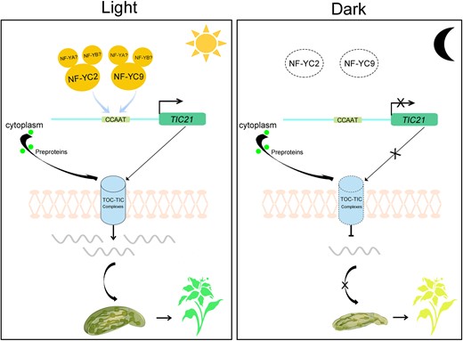 A working model depicting the role of CsNF-YCs promoting CsTIC pathway in light-regulated chloroplast photomorphogenesis. In the light, CsNF-YCs promote the CsTIC pathway by directly promoting CsTIC21 expression. CsTIC21 participates in the formation of TOC–TIC complex to transport the chloroplast proteins promoting chloroplast morphogenesis. In the dark, the NF-YCs–TIC21 module loss function resulting in chloroplast dysplasia. The dotted lines indicate the loss of function or malformation in TOC–TIC complex. The lines ending with arrows indicate promotion, and those ending with bars indicate repression.