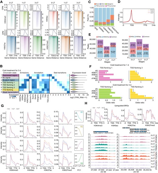 Analysis of genome-wide epigenetic features and for cold-induced genes. A) Metaplots and distribution of ChIP-seq reads for H3K4me3, H3K9ac, H3K27ac, and H3K27me3 across the gene body and 2 kb upstream/downstream of the TSS. Low temperature (LT). B) Chromatin state definitions based on ChIP-seq using the ChromHMM algorithm after 3 d at 6 °C. Each row represents a different chromatin state, and each column corresponds to a different histone mark, coverage, genome annotation, and gene expression. The state transitions show when a region switches from 1 chromatin state (row) to another (column). C) Cumulative frequencies of peaks for DHSs, H3K9ac, H3K4me3, H3K27ac, and H3K27me3 at different genic features across the genome. D) Metaplot of DNase-seq peaks. Window size: gene body ± 3 kb. E) Number of specific and common peaks for DHS and the H3K27ac or H3K9ac mark. The number and percentage of common, DHS-specific, and H3K27ac- or H3K9ac-specific peaks are given. F) Enrichment level of each cluster of cold-induced DHSs in the active chromatin state after cold treatment. Asterisks indicate significant differences of the enrichment of cold-induced DHSs in each chromatin state (t-test, *P < 0.05; **P < 0.01). G) Metaplots of histone modifications across genic regions for clusters 1, 2, 5, and 6. PC1 from Fig. 1F is plotted to the right. H) Metaplots for histone modification enrichment across genic regions for the upregulated BRGs. The average signal intensity from 3 kb upstream of the TSS to 3 kb downstream of the TTS is plotted in G, H). I) Genome browser view of normalized read coverage of histone ChIP-seq for representative genes.
