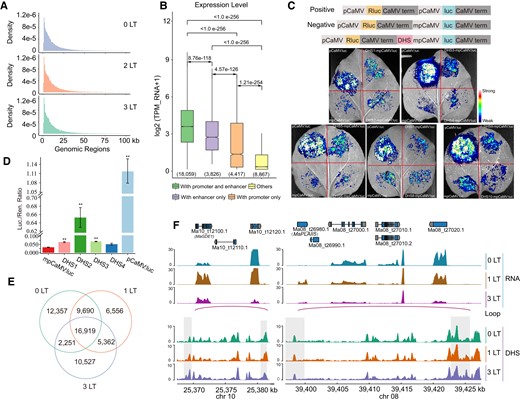 Analysis of candidate enhancers in response to low temperature. A) Distribution of distances between TSS and the center of enhancers. Enhancers were identified by the ABC model. Low temperature (LT). B) Boxplots of gene expression for genes with only the promoter, with only the enhancer, with both, or with neither. P-values were calculated with Wilcoxon signed-rank tests. The number of genes for each category is given in parentheses. The medians are indicated in the boxplot. C) Schematic diagrams for the reporter constructs of the dual-luciferase assay (top) and results of the assay in N. benthamiana leaves showing that candidate enhancers increase LUC transcription levels (bottom). pCaMV, cauliflower mosaic virus (CaMV) 35S promoter; mpCaMV, 35S minimal promoter; Rluc, Renilla reniformis luciferase; CaMV term, CaMV terminator; luc, firefly luciferase; DHS, candidate enhancer. pCaMV:luc served as a positive control. mpCaMV:luc served as a negative control. D) Relative Luc/Rluc activity from the dual-luciferase assay. The ratios between Luc and Rluc activities were calculated from N. benthamiana leaves. Data are shown as means ± Se (standard error, n ≥ 3). Statistical significance was determined by Welch's t-test (*P < 0.05; **P < 0.01). E) Number of candidate enhancers in response to low temperature. Venn diagram shows the number of enhancers in 0 d, 1 d, and 3 d. F) Integrated Genome Viewer browser window of normalized read coverage for RNA-seq, DNase-seq data, and putative loops for representative genes at 0, 1, and 3 d at 6 °C.