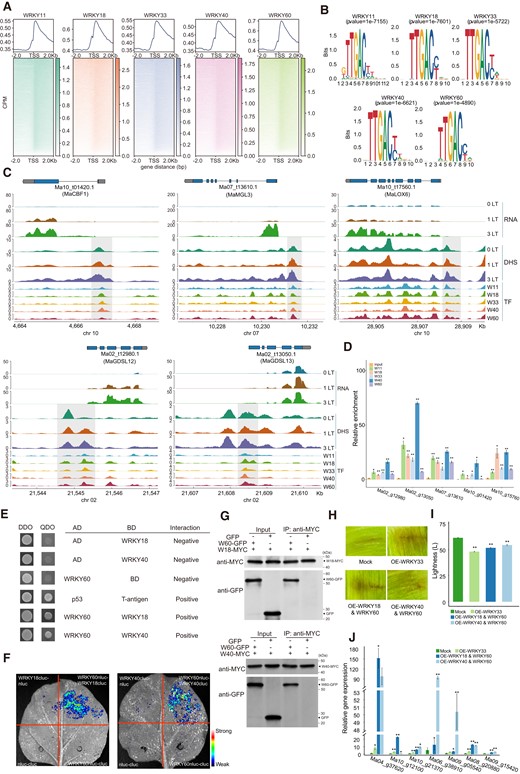 WRKY TFs participate in cold tolerance and membrane lipid degradation. A) Metaplots and distribution of DAP-seq reads for 5 WRKYs across the gene body and 2 kb upstream/downstream of the TSS. B) de novo motif analysis of 5 WRKY DAP-seq peaks. C) Integrated Genome Viewer showing normalized read coverage from RNA-seq, DNase-seq, and DAP-seq across the MaCBF1 and 4 BRG genomic regions. D) DAP-qPCR assay for validating the enrichment of peaks in promoter regions of candidate genes. E) Y2H assay showing the pairwise interaction between 5 WRKYs. AD, GAL4 activation domain; BD, GAL4 DNA binding domain. Yeast colonies were grown on DDO and QDO media. F) BIFC assay showing the pairwise interaction between WRKYs. G) Co-IP assay showing the pairwise interaction between WRKYs. H) Browning phenotypes of banana peels transiently overexpressing empty vector (mock control) or WRKY33 or both WRKY18 and WRKY60 or both WRKY40 and WRKY60. I) Lightness of infiltrated banana peels. Data are shown as means ± Se (standard error, n ≥ 3); asterisks represent significance between 2 treatments (t-test, *P < 0.05; **P < 0.01). J) Expression of 7 BRG transcripts in infiltrated banana peels. Data are shown as means ± Se (standard error, n ≥ 3); asterisks represent significance between 2 treatments (t-test, *P < 0.05; **P < 0.01).