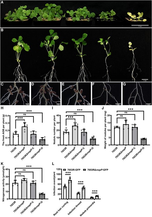 Symbiotic phenotypes of M. huakuii 7653RΔnopP on the host plant A. sinicus. Plants were inoculated with indicated strains and harvested at 28 dpi. A to G) From left to right, the plants were inoculated with 7653R, 7653RΔnopP, 7653RΔnopP-C, 7653RnopP-O, and without inoculation. A) Aerial part phenotypes; B) whole-plant phenotypes; C to G) root nodule phenotypes; H to K) fresh aboveground biomass (AGB), nodule numbers, nodule weights, and the nitrogenase activity of plants inoculated with 7653R, 7653RΔnopP, 7653RΔnopP-C, and 7653RnopP-O. L) Infection events of GFP-labeled 7653R and 7653RΔnopP at 7 dpi (n = 6). Scale bars = 5 cm A), 1 cm B), 2 mm C to E) and 1 cm F and G). Significance: ***P < 0.001; **P < 0.01; *P < 0.05; ns, not significant; Student's t-test. Data are shown as mean ± Sd. The error bars represent the Sds of 3 independent experiments.
