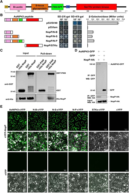 Interaction between AsNIP43 and NopP. A) AsNIP43 protein scheme showing predicted conserved domains. SP, signal peptide; TM, transmembrane; B-lectin, Bulb-type mannose-specific lectin; PAN/APP, plasminogen-apple-nematode-like domain. B) Yeast 2-hybrid assay on the interaction between AsNIP43 truncated constructs and NopP. The strength of interaction was evaluated by detecting the β-galactosidase activities. Data are mean ± Sd. N-B, B-lectin domain; N-S, B-lectin and S-locus glycoprotein domains; N-P, B-lectin, S-locus glycoprotein and PAN/APP domains, also named as PAN. C) In vitro protein pull-down assay for the interaction of AsNIP43 and NopP. His-NopP was pulled down by GST-PAN. D) CoIP assay for AsNIP43 and NopP. HA-NopP was immunoprecipitated by AsNIP43-GFP. E) BiFC of the interaction between AsNIP43 truncated constructs and NopP in planta. Strong fluorescence signals were observed between AsNIP43, N-B, N-S, N-P (PAN), and NopP. No fluorescence signals were detected between STKs and NopP and the negative controls. Scale bar, 40 μm.