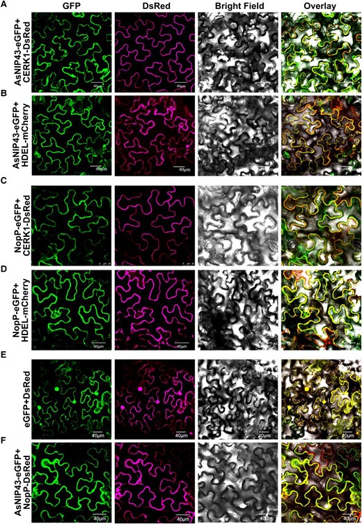 Subcellular location and colocalization of AsNIP43 and NopP in N. benthamiana cells. A and B) Confocal microscopy images of the N. benthamiana leaf cells co-expressing AsNIP43-GFP with the plasma membrane marker CERK1-DsRed, and the ER marker HDEL-mCherry. C and D) Confocal microscopy images of N. benthamiana cells co-expressing NopP-GFP with the plasma membrane marker, or the ER marker. E) Localization of free eGFP and DsRed from control vectors. F) Co-localization of AsNIP43-GFP and NopP-DsRed. From left to right, GFP channel, DsRed channel, bright field channel, and overlay. Scale bars, 40 μm A, B, D to F), 25 μm C).