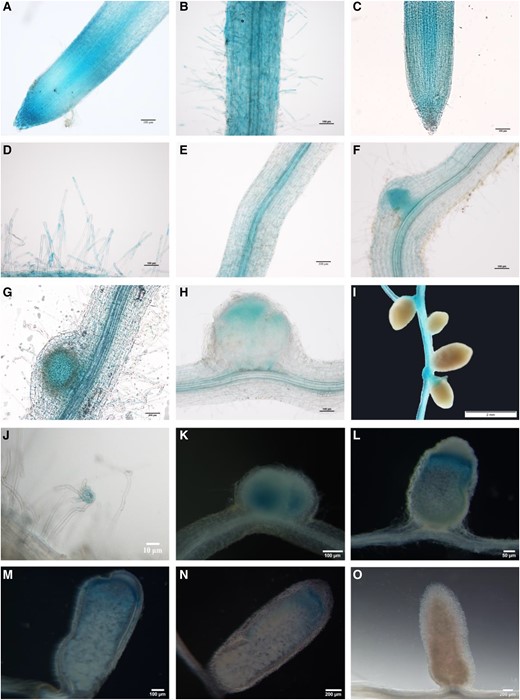 In situ expression pattern of AsNIP43 and nopP during infection and nodulation. Analysis of the expression pattern of AsNIP43 by GUS staining. A and B) In the absence of M. huakuii 7653R, AsNIP43 was highly expressed in root epidermal cells, root tips, and root hairs. C to I) After rhizobium inoculation, AsNIP43 was expressed in root tips C), root hairs D), vascular tissues E), lateral root primordia F), nodule primordia G), and infection zone of developing nodules H), but not in mature nodules I). J to O) Histochemical GUS staining of root hairs and nodules induced by M. huakuii 7653R carrying recombinant plasmid nopPPro-GUS. The A. sinicus plant roots and nodules were harvested at 3 J), 6 K), 13 L), 18 M), 24 N), and 30 O) dpi. Scale bars, 10 μm J), 50 μm L), 100 μm A to H, K, M), 200 μm N and O), and 2 mm I).