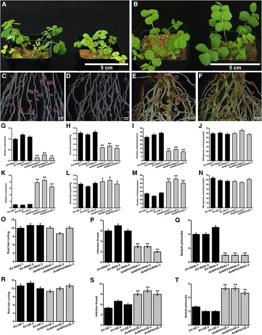 Symbiotic phenotypes induced by M. huakuii 7653R on A. sinicus AsNIP43-RNAi lines and plants overexpressing AsNIP43. A) Overall growth of the EV-RNAi line and AsNIP43-RNAi line of A. sinicus. B) Overall growth of the EV-OE line and AsNIP43-OE line of A. sinicus. C) Root and nodule phenotypes of the EV-RNAi line of A. sinicus hairy roots inoculated with M. huakuii 7653R. D) Root and nodule phenotypes of the AsNIP43-RNAi line of A. sinicus hairy roots inoculated with M. huakuii 7653R. E) Root and nodule phenotypes of the EV-OE line of A. sinicus hairy roots inoculated with M. huakuii 7653R. F) Root and nodule phenotypes of the AsNIP43-OE line of A. sinicus hairy roots inoculated with M. huakuii 7653R. G) Transcript levels of AsNIP43 in EV-RNAi lines and AsNIP43-RNAi lines detected by real-time RT-qPCR. H to J) Shoot biomass, nodule number, and nitrogenase activity of EV-RNAi lines and AsNIP43-RNAi lines. K) Transcript levels of AsNIP43 in EV-OE lines and AsNIP43-OE lines detected by RT-qPCR analysis. L to N) Shoot biomass, nodule numbers, and the nitrogenase activity of EV-OE lines and AsNIP43-OE lines. O to Q) Frequencies of infection events per hairy root of EV-RNAi lines and AsNIP43-RNAi lines. R to T) Frequencies of infection events per hairy root of EV-OE lines and AsNIP43-OE lines. Significances: **P < 0.01; *P < 0.05; Student's t-test. Each column represents an independent transgenic plant line. Scale bars, 5 cm A and B), 2 mm C to F). The error bars represent the Sds of 3 independent experiments.