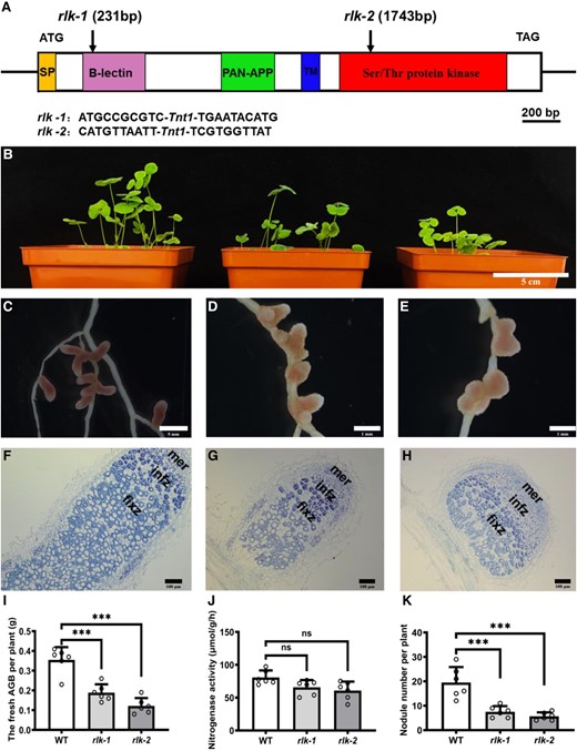 Symbiotic phenotypes of AsNIP43 homolog gene (MtRLK) mutants. A) Insertion sites of Tnt1 in the MtRLK gene. The mutant rlk-1 (NF15380) had a Tnt1 insertion in the B-lection domain, 231 bp after the ATG, whereas the mutant rlk-2 (NF11649) contained a Tnt1 insertion in the cytoplasmic kinase domain, 1,743 bp after the ATG. B) Aboveground biomass plant phenotypes, from left to right: WT M. truncatula and mutants rlk-1, rlk-2. C to E) Root nodule phenotypes. F to H) Paraffin sections of nodules from the WT F) and mutants G and H). mer, meristem zone; infz, infection zone; fixz, nitrogen fixation zone. I to K) Fresh aboveground biomass, nodule number per plant, and nitrogenase activity of WT and mutants (n = 6). Significance: ***P < 0.001; ns, not significant; Student's t-test. Data are mean ± Sd. The error bars represent the Sds of 3 independent experiments. Scale bars, 5 cm B), 5 mm C), 1 mm D and E), and 100 mm F to H).