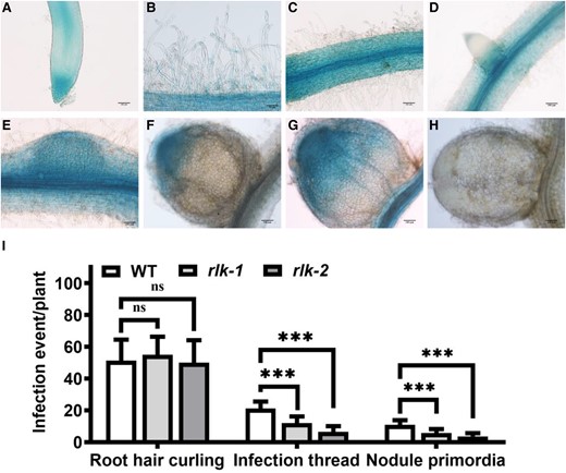 In situ expression pattern of MtRLK during infection and nodulation and infection events of Mtrlk mutants. Analysis of the expression pattern of MtRLK by GUS staining. A and B) Without the inoculation of S. meliloti 1021, MtRLK was highly expressed in root epidermal cells, root tips, and root hairs. C to H) After rhizobium inoculation, MtRLK was expressed in root epidermal cells and vascular tissues C), lateral root primordia D), nodule primordia E), infection zone of developing nodules F and G), but not in mature nodules H). I) Frequencies of early infection events per plant of Mtrlk1 and Mtrlk2 (n = 9). Scale bars, 50 μm B); 100 μm A, C to H). Significance: ***P < 0.001; ns, not significant; Student's t-test. Data are mean ± Sd. The error bars represent the Sds of 3 independent experiments.