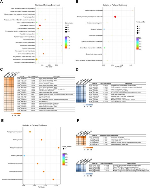 Effects of Mtrlk mutation on global gene expression in roots of M. truncatula. A) KEGG enrichment analysis of upregulated DEGs in the WTR_1d/mutR_1d group. B) KEGG enrichment analysis of downregulated DEGs in the WTR_1d/mutR_1d group. C and D) Hierarchical clustering analysis of the changes in upregulation and downregulation of symbiosis and defense genes in the WTR_1d/mutR_1d group. E) KEGG enrichment analysis of upregulated DEGs in the WTR_6d/mutR_6d group. F and G) Hierarchical clustering analysis of the changes in upregulation and downregulation of symbiosis and defense genes in the WTR_6d/mutR_6d group. The colored scales vary from light to dark, which indicate the levels of genes expression.