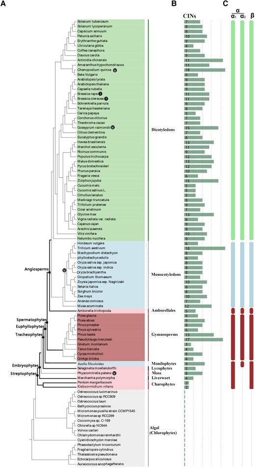 Expansion of CIN proteins in the green lineage. A simplified phylogeny of the green lineage was constructed. The numbers of CIN proteins were identified from different species with their genomes sequenced, which included chlorophytes, charophytes, mosses, lycophytes, monilophytes, gymnosperms, monocots, and dicots. A) A total of 93 plant species were selected. W, whole genome duplication; T, triplication. B) Number of CINs in different plant species. C) The CINs from different plant species belonging to α (α1 and α2) and β subfamilies.