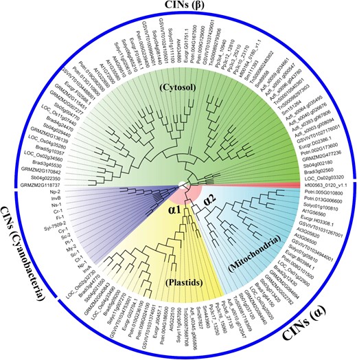 Evolutionary relationship of CIN genes from algae to vascular plants. The ML method was adopted to construct the phylogenetic tree. Bootstrap consensus tree inferred from ML analysis, based on the JTT matrix-based model. Bootstrap confidence values were obtained by 1,000 replicates. Branches corresponding to partitions reproduced in less than 50% bootstrap replicates are collapsed. A discrete gamma distribution was used to model evolutionary rate differences among sites (5 categories) (+G, parameter = 0.9923). The analysis involved 121 amino acid sequences, with a total of 2,184 positions. Evolutionary analyses were conducted using MEGA7.0 and RAxML v8.2. The sequences of CINs are from the following species: a charophyte, K. nitens, a moss, P. patens, and a lycophyte, S. moellendorffii and 7 vascular plant species: rice (O. sativa), Brachypodium distachyon, sorghum (S. bicolor), maize (Z. mays), Arabidopsis (A. thaliana), grape (V. vinifera), poplar (P. trichocarpa), E. grandis, and tomato (S. lycopersicum), Anabaena sp. PCC 7120 (InvA, WP_010995690.1; InvB, CAC85155.1), C. raciborskii CS-505 (Cr-1, ZP_06306902.1), C. thermalis (Ct-1, WP_015156189.1), Cyanothece sp. PCC 7822 (Cy-1, WP_013325329.1), Fischerella sp. JSC-11 (Fi-1, ZP_08987807.1), Myxosarcina sp. GI1 (My-2, WP_036476871.1), N. punctiforme ATCC 29133 (Np-1, CAD37134.1; Np-2, CAD37133.1), N. spumigena CCY9414 (Ns-1, ZP_01631199.1), Pleurocapsa sp. PCC 7319 (Pl-1, WP_019507642.1), S. cyanosphaera (Sc-1, WP_041619725.1; Sc-2, WP_015195523.1), and Synechocystis sp. (PCC 6803, Syi-6803-1). The CIN protein sequences used are listed in Supplemental Table S1.