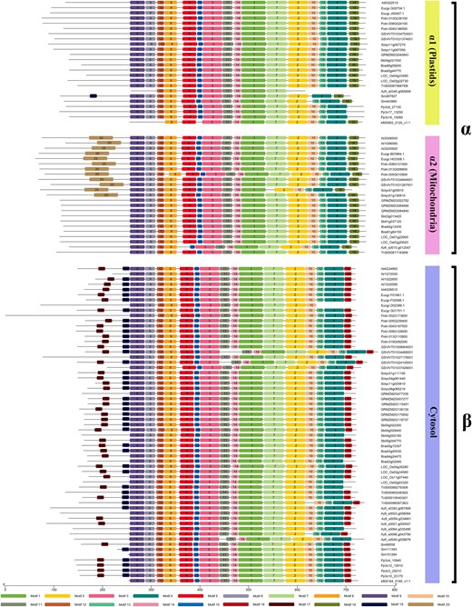Motif patterns of the CINs across streptophytes. Motif patterns of the CINs were analyzed using online tools (https://meme-suite.org/meme/). Twenty distinct MEME motifs are displayed in different boxes. The sequence information for each MEME motif is provided in Supplemental Table S4. The length of the protein can be estimated by using the scale at the bottom. Motif 18 and motif 16, located on the C-terminus of CINs, belonged to α and β subfamilies.