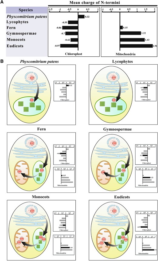Average charge of N-terminal sequences (signal peptide) of plant CINs targeting mitochondria and plastids. A) Bar diagram showing the mean charges of the different N-terminal sequences (NTSs) described the text. The CIN proteins were selected from bryophytes to vascular plant. B) Plastid acquisition through endosymbiosis requires the cells to discriminate nuclear-encoded mitochondrial proteins from nuclear-encoded plastid proteins, by means of positive charges in the NTS. Some nuclear-encoded proteins are targeted to both organelles simultaneously, and their NTSs carry a charge on average ranging between those of proteins targeted exclusively to mitochondria or plastids. This relaxes the selection pressure on their NTS. The gradual arrows indicate the flow of CIN targeting from nuclei to plastid and mitochondria. Square boxes indicate the approximate positive charge of the NTS, while the blowups show the protein import machineries of the respective organelles.