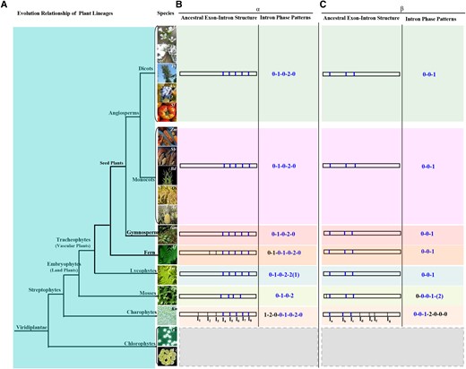 An evolutionary model for the structural changes of CINs in plants. A) Evolutionary relationship of all plant lineages. The phylogenetic tree was constructed based on information from Phytozome (http://www.phytozome.net). See Fig. 1A legend for species name abbreviations and lineage. Two additional chlorophytes were added, including Chlamydomonas reinhardtii (Cr) and Volvox carteri (Vc). B) Proposed exon–intron structure of the ancestral α clade of CINs in each plant lineage. C) Proposed exon–intron structure of the ancestral β clade of CINs in each plant lineage. I, intron. The introns labeled in blue are present in the streptophytes in B) and C). Note: no CINs were identified from chlorophytes (B and C).