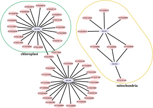 Identification of protein interaction network with mitochondrial AtCIN1 and ATCIN2, chloroplast AtCIN4, and cytosolic AtCIN8 in Arabidopsis leaves by using affinity purification mass spectrometry. Annotations of interacting proteins highlighted correspond to those in the Arabidopsis TAIR database (https://www.arabidopsis.org/index.jsp) and supplement data in Supplemental Table S7.