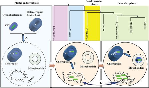 Origin and evolution of CIN gene family. Plant CINs originated from an orthologous ancestral gene after the endosymbiotic origin of chloroplasts. In charophytes, mosses and basal vascular plants, duplication of CINs (α1 clade) from chloroplast produced CINs in the cytosol with a loss of signal peptides from N-terminals (β clade). No α2 CINs were identified in Selaginella moellendorff, a basal vascular plant. In vascular plants, duplication of CINs (α1) from chloroplast produced CINs in the mitochondria (α2). A) Endosymbiotic gene transfer. B) The first gene duplication event resulted in the loss of signal peptides, hence the appearance of β CIN in the cytosol. C) Whole genome duplication. D) The second gene duplication event leads to the creation of CINs in the mitochondria (α2).