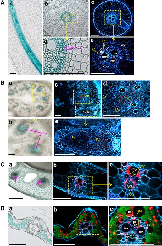 Tissue and cellular localization of OsHAK18 in rice. The localization is based on the detection of GUS reporter staining in transgenic rice plants harboring the ProOsHAK18:GUS construct and by OsHAK18 immunostaining. A) Crown root. B) Basal node. C) L.S. D) L.B. The GUS staining is seen in the transmitted-light images, Aabd, Bab, Ca, and Da, and the immunostaining in confocal fluorescence images, Ace, Bcde, Cbc, and Dbc. In the immunostained cross-sections, the red, green, and blue colors represent the expression of OsHAK18, chlorophyll autofluorescence, and cell wall autofluorescence, respectively. bs, vascular bundle sheath; cc, phloem companion cell; co, cortex; en, endodermis; EVB, enlarged vascular bundle; mc, mesophyll cell; mp, metaphloem; ms, mestome sheath; mx, metaxylem vessel; pc, pericycle; PE, phloem of EVB; PR, phloem of RVB; px, protoxylem; pxc, protoxylem cavity; RVB, regular vascular bundle; se, sieve element; ppc, phloem parenchyma cell; XE, xylem of EVB; xpc, xylem parenchyma cell; XR, xylem of RVB. Scale bars = 100 μm.