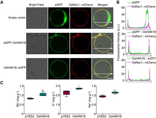 Subcellular localization of OsHAK18 and evaluation of the K+ transport activity of OsHAK18 in yeast. A) An expression of eGFP::OsHAK18 or OsHAK18::eGFP fusion proteins in rice protoplasts. OsHAK18 was colocalized with the plasma membrane–localized GTPase OsRac1. Scale bars = 10 μm. B) Line scans of rice protoplasts coexpressing OsHAK18–eGFP and OsRac1. C) Cells of G19 transformed with the empty vector pYES2 or OsHAK18 were cultured in liquid SC-U medium supplemented with RbCl for 12 h and KCl or NaCl for 24 h. Each treatment contains 4 biological replicates. In the box plots, the symbols represent individual data, whiskers represent minimum and maximum data values, the boxes are delimited by the 1st and the 3rd quartiles, and the horizontal line within the box indicates the median. Significant differences from pYES2 are indicated by asterisks (*P<0.05; **P<0.01). Nonpaired, 2-tailed, equal-variance t test was used for the statistical analysis.