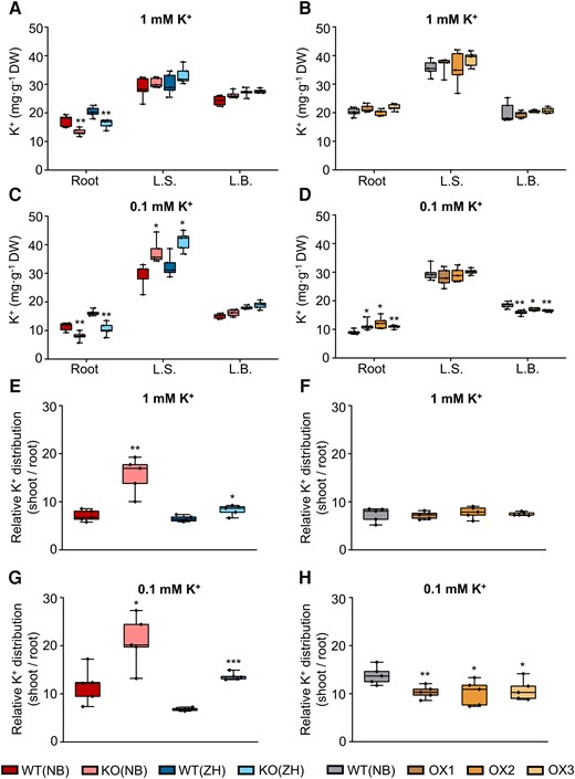 Effect of OsHAK18 expression level on K+ distribution at the seedling stage. Ten-d-old seedlings were grown in IRRI solution containing 1 mM K+ for 4 wks and then transferred to 1 mM K+ (A), B), E), F)) or to 0.1 mM K+ (C), D), G), and H)) solutions for 2 wks. A) to D) K+ concentration in root, L.S., and L.B. E) to H) Relative K+ distribution (shoot/root ratio of total K+ content). Detailed data on total K+ content in root and shoot are provided in Supplemental Fig. S6. Each treatment contains 5 biological replicates. The box plots and t tests are as in Fig. 2. Significant differences from the corresponding WT are indicated by asterisks (*P<0.05; **P<0.01; ***P<0.001).