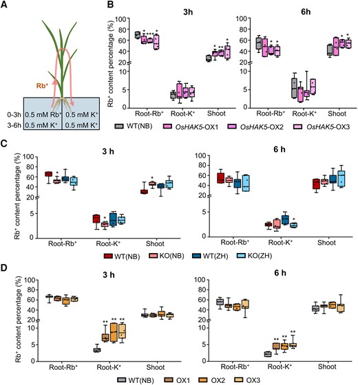 Effect of OsHAK18 expression level on Rb+ transport in rice plants. A) Schematic diagram of split-root experiment. B) Rb+ content percentage (i.e. the percentage of the total Rb+ acquired by the plant) in different plant parts in OsHAK5-OX lines and their corresponding WT at 3 and 6 h of the pulse chase. C)OsHAK18-KO lines and their corresponding WTs. D)OsHAK18-OX lines and their corresponding WT. Root-Rb+, root exposed to Rb+; Root-K+, root not exposed to Rb+. Each treatment contains 7 (B) and C)) or 6 (D)) biological replicates. The box plots and t tests are as in Fig. 2. Significant differences from the corresponding WT are indicated by asterisks (*P<0.05; **P<0.01; ***P<0.001).