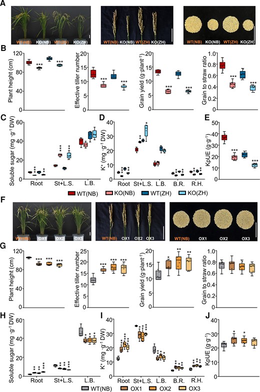 Effect of OsHAK18 expression level on agronomic traits and K+ and soluble sugar distribution at reproduction. Rice plants were grown in the paddy field and irrigated, fertilized, and medicated regularly until they were fully mature (∼20 wks old). A) and F) Phenotypes of whole plants and panicles and yield per plant. Scale bars = 10 cm. B) and G) Plant height, effective tiller number, grain yield, and grain-to-straw ratio. C) and H) Soluble sugar concentration. D) and I) K+ concentration. E) and J) KpUE, K+ physiological utilization efficiency, i.e. the grain yield produced by unit weight of total accumulated K+ per plant. St + L.S., stem and leaf sheath; L.B., leaf blade; B.R., brown rice; R.H., rice hull. Detailed data on other agronomic traits are provided in Supplemental Fig. S8. Each treatment contains 8 (B), E), G), and J)) or 4 (C), D), H), and I)) biological replicates. The box plots and t tests are as in Fig. 2. Significant differences from the corresponding WT are indicated by asterisks (*P<0.05; **P<0.01; ***P<0.001).